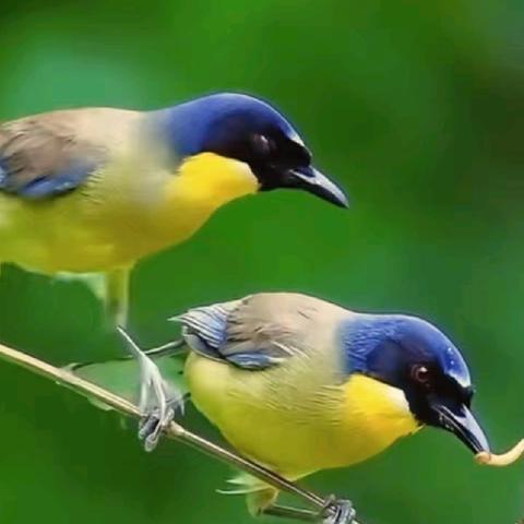 咏禽组诗•蓝冠噪鹛二