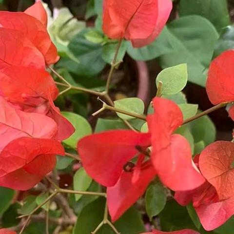 咏花组诗•三角梅