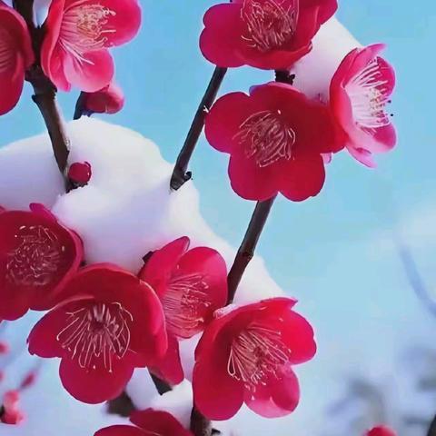 少年的绝望与悲鸣——顺旭公罹乱纪