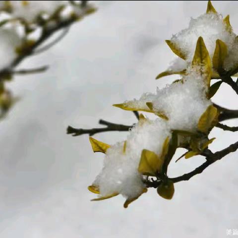 不足以覆盖我记忆的雪