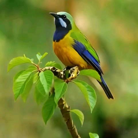 马（平水韵•七虞）