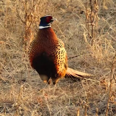 咏禽组诗•环颈雉（野鸡）