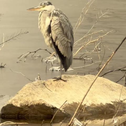 咏禽组诗•苍鹭