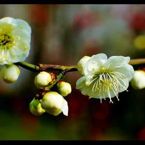 咏花组诗•绿萼梅