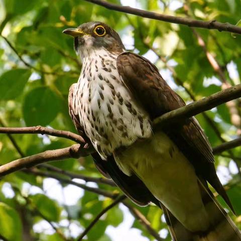 咏禽组诗•鹰鹃（阳雀）