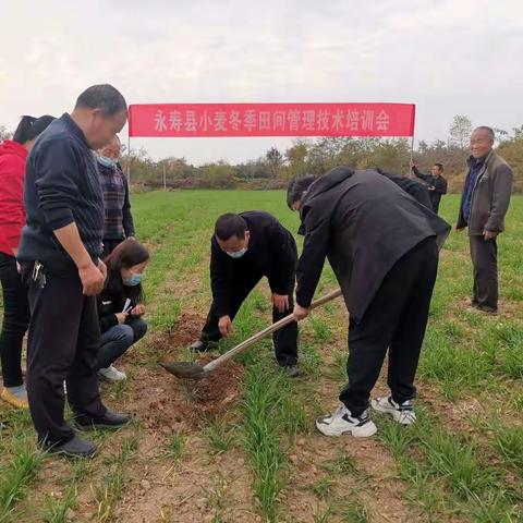 永寿县小麦冬季田间管理技术培训会