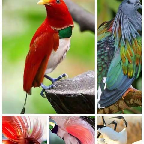 爱鸟护鸟   万物和谐