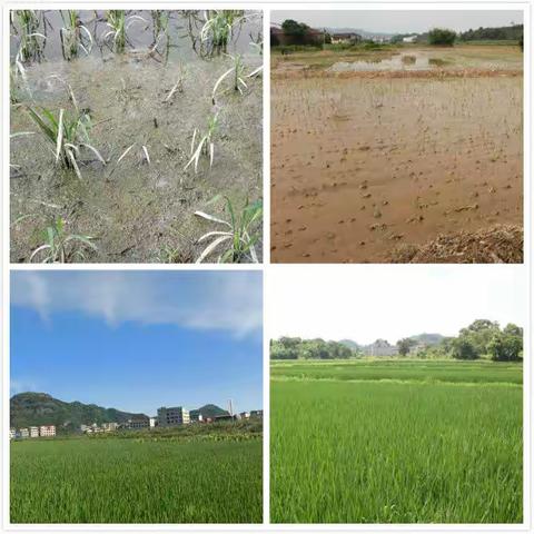 守好“米袋子” 抓好“菜篮子” 端好“果盘子”------永康市农业技术推广中心灾后重建工作显成效