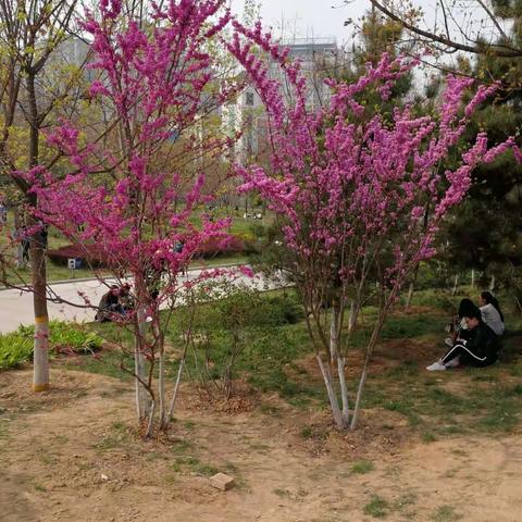 青龍寺樱花
