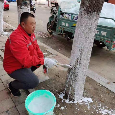 瑞康服务部：给树木涂白