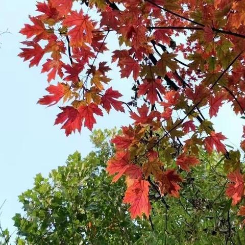 新星兵团分行开展《重点整治违法违规行为清单》培训及学习测试活动