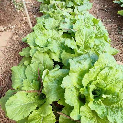 传承民族文化   分享特色美食——挖色村幼儿园腌制辣白菜活动🥬