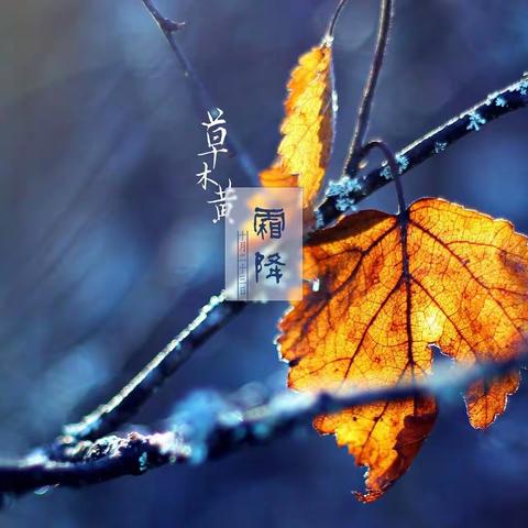 二十四节气之——霜降