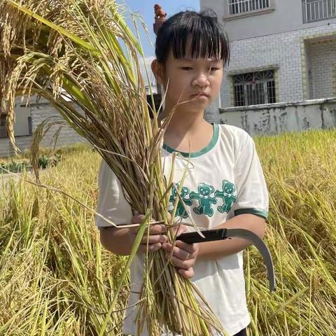 岑溪市第一小学1913班秋收田间活动体验——我是劳动小能手