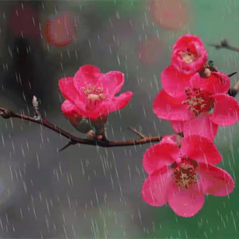 【随着节气来赏花】二十四节气雨水