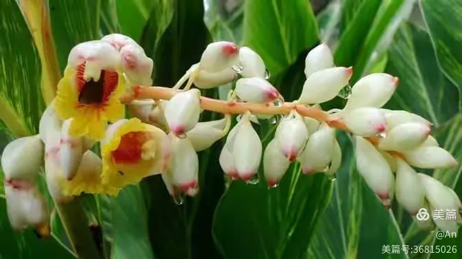 哪里有杜鹃花苗出售的?