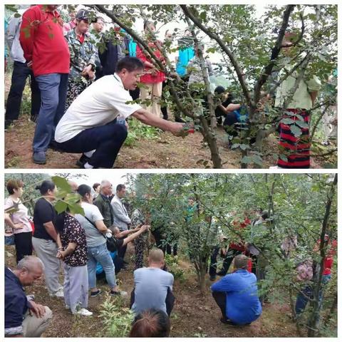 花椒喜丰收“香麻”扑鼻来
