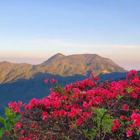 黄柏山之“映山红”