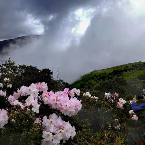 老凉山的索玛花（手机片）