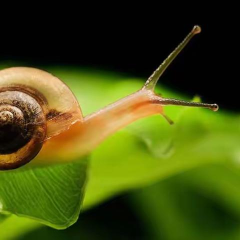 蜗牛🐌奇遇记——洪州幼儿园小三班