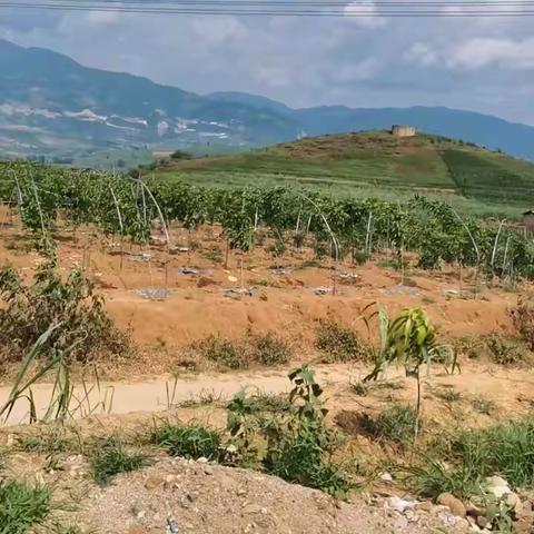 久宝农资的美篇