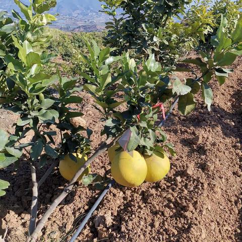 进入成熟期的傣王柚