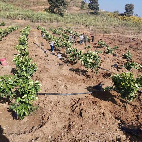 昌宁绿山农业开发有限公司矮晚柚种植基地