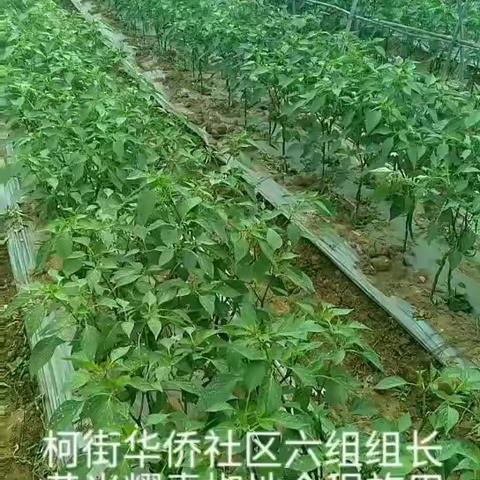 金正功能套餐肥种植辣椒效果显著