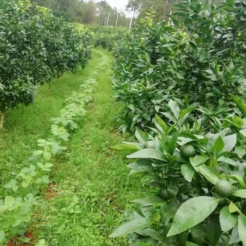 金正肥真是神肥！（副本）