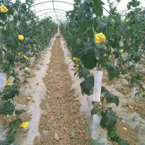 久宝农资的美篇