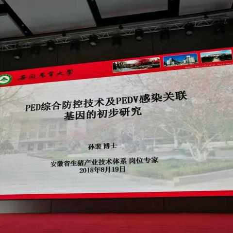 干货！著名实战派猪病青年专家孙裴博士谈猪流行性腹泻防控……