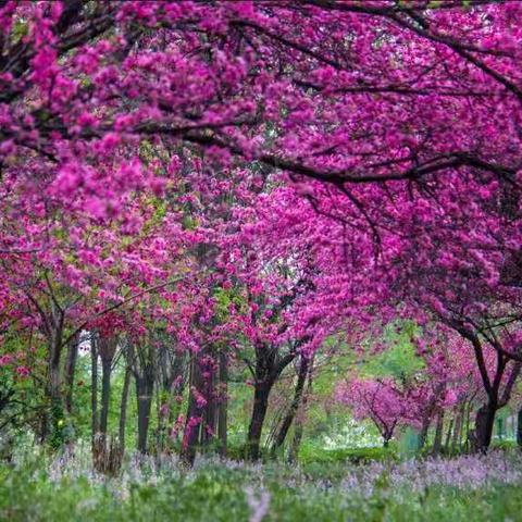 宝鸡今春国土绿化进行曲