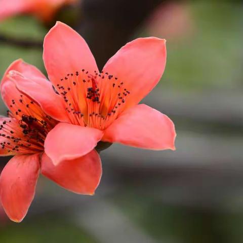 木棉花开之喜悦