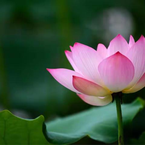 美丽的花儿---母亲节献礼