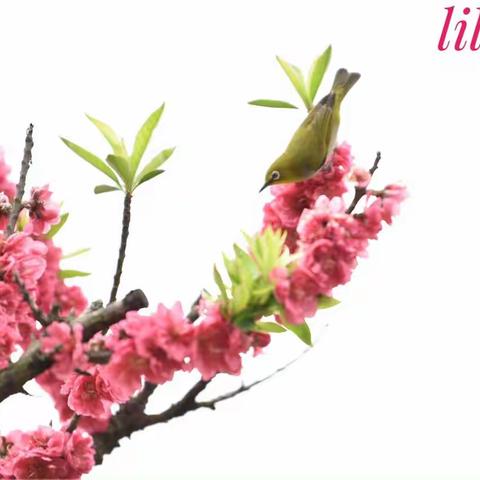 桃花光影变奏曲