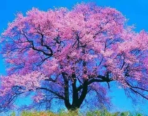赛课磨砺促花开，三尺讲台展风采 ——记汉丰一校语文组青年教师赛课