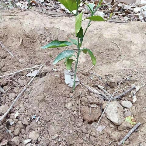 今天是植树节，给地球一点色彩，一起动起来哦！植树节，你也来贡献自己的一份力量，让地球长出美丽的头发来！