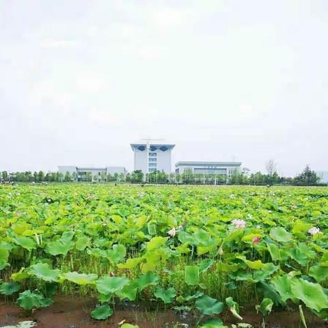 荷塘2018年7月14日昭通