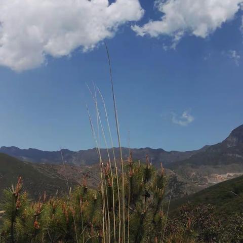 2018年4月16日火车站后山上晴天摘松花