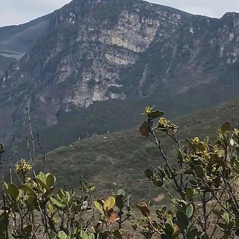 凉风台烈日下顽强的生命与生命的顽强(2018年4月18日手机随拍)