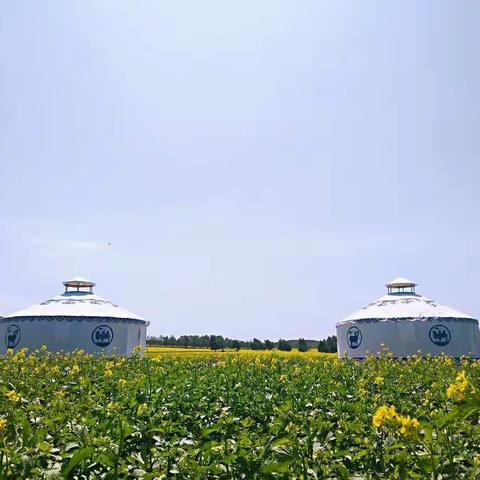 塞北盛夏之花田草海