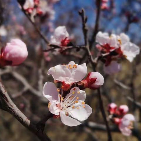 心系冬奥 领略塞北---春游、夏宿、秋赏、冬品