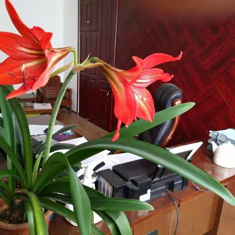 江西分公司员工参与畅意随手拍活动，且看我们微笑把花儿拍……