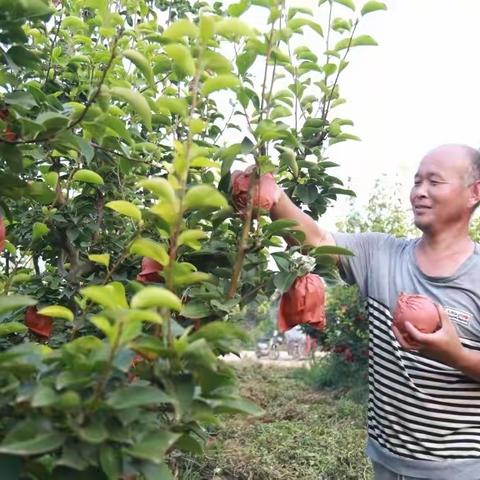 河北：金秋时节硕果累累 燕赵大地喜迎丰收