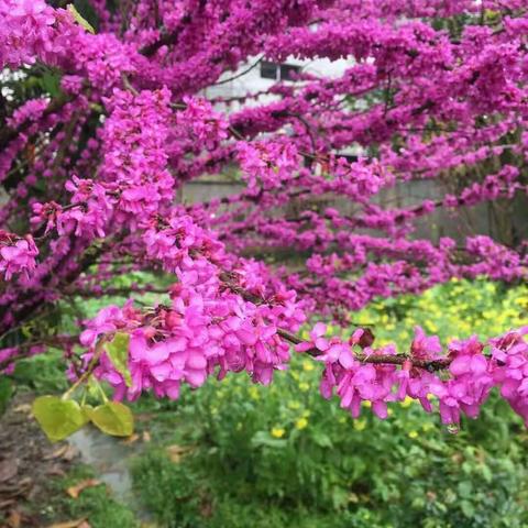 见紫荆花🌸