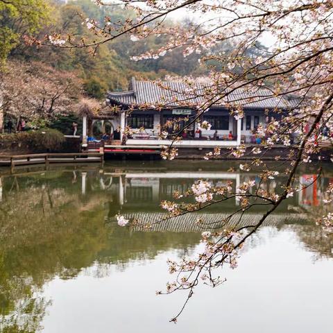 烟花三月下江南（终结篇）---樱花春雨江南