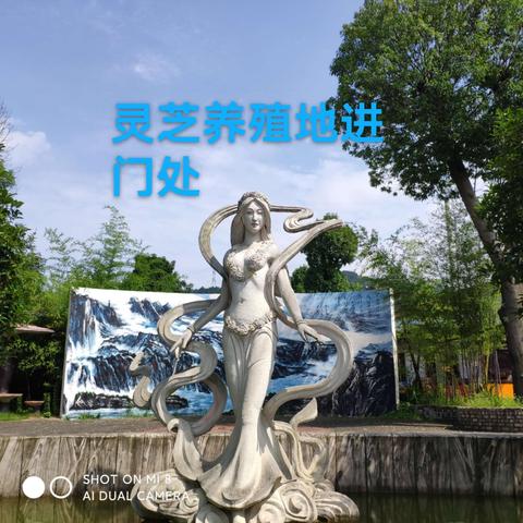 2021年7月16日木鱼岛一游，木鱼岛位于秭归徐家冲湾，与三峡大坝距离800米远。