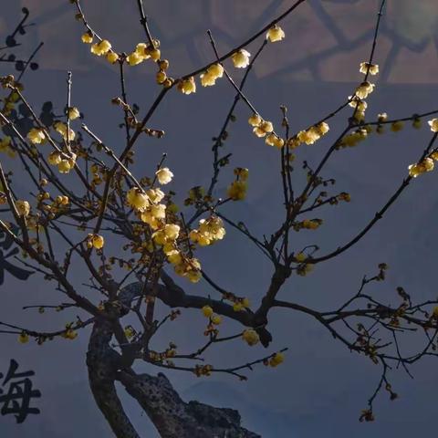 2021.12.29黑龙潭梅花