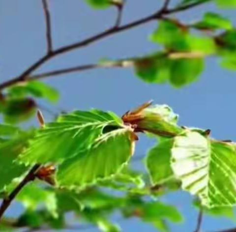 让英语教研成为春天里最美的风景—探沂小学英语教研活动纪实