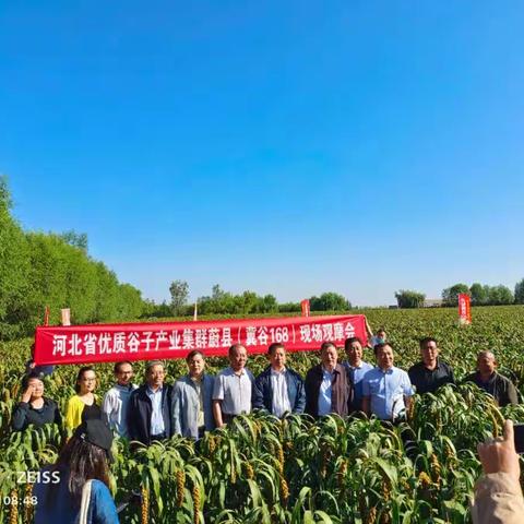 先优种业协助河北农业厅优质高效谷子观摩大会